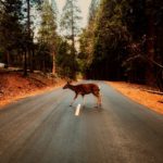 Wildlife strife: the dangers of swerving for animals on the road